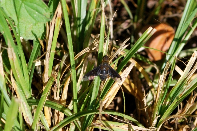 Bombyliidae da identificare